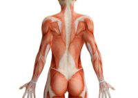 Ausbildung zum Faszienyoga Trainer mit Stefan Datt am So. 30.08.2026